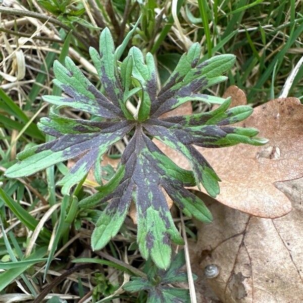 Ranunculus acris Лист