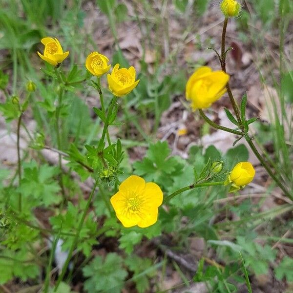 Ranunculus bulbosus 花