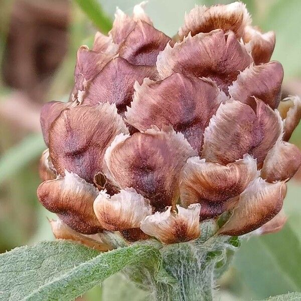 Centaurea jacea Flor