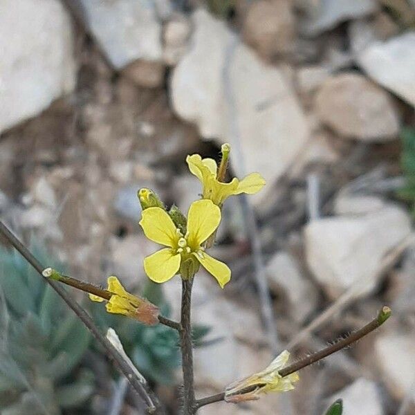 Sisymbrium orientale Квітка