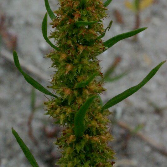 Rumex maritimus Hedelmä