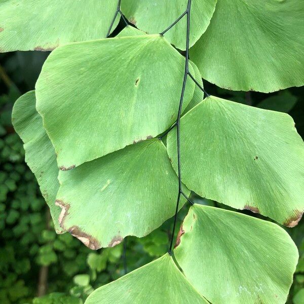 Adiantum peruvianum Leaf