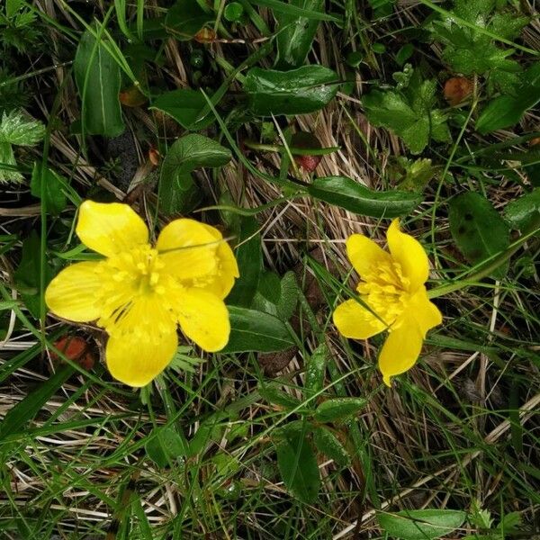 Ranunculus montanus 花