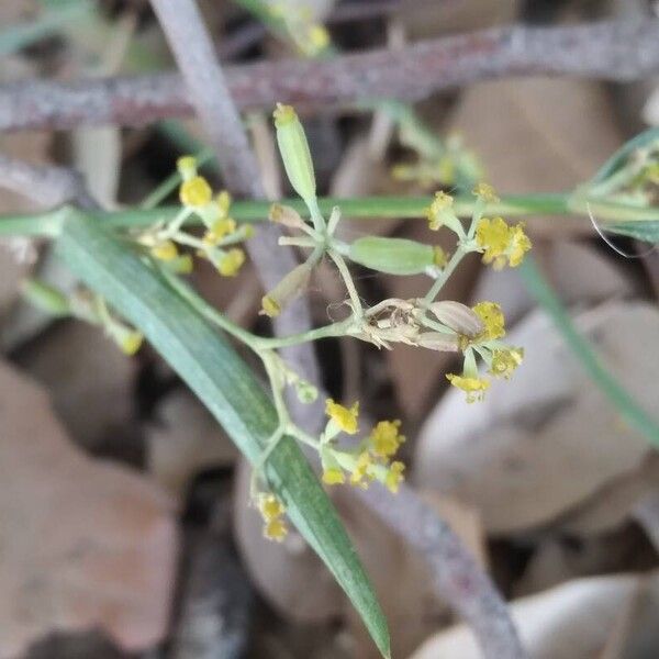 Bupleurum falcatum പുഷ്പം