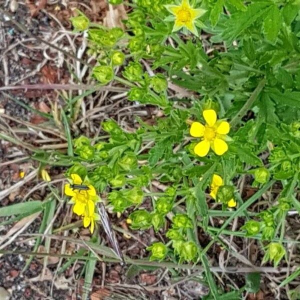 Potentilla intermedia Flor