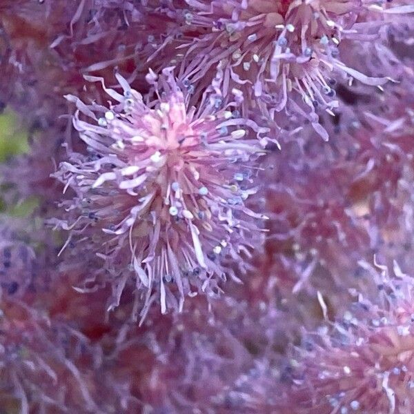 Astilbe rubra Flower