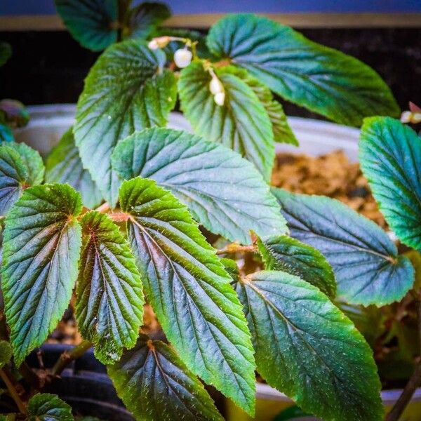 Begonia ulmifolia पत्ता