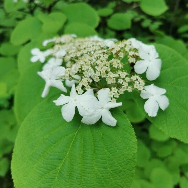 Viburnum lantanoides പുഷ്പം