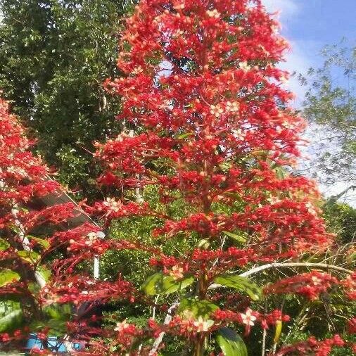 Clerodendrum paniculatum Fiore