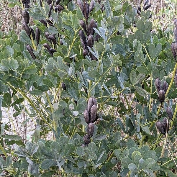 Baptisia australis Ovoce