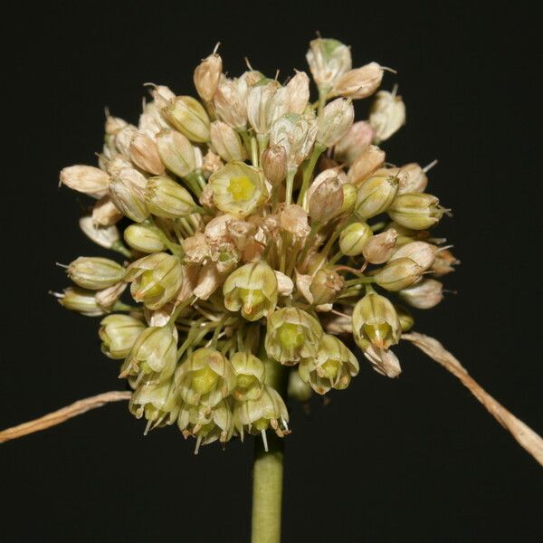 Allium pallens Flower