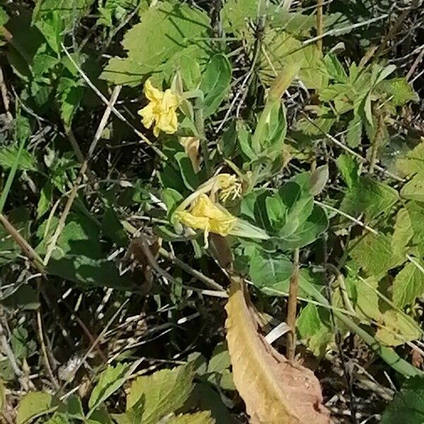 Oenothera laciniata Flower