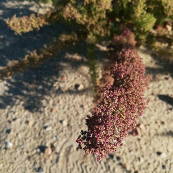 Dysphania botrys Flower