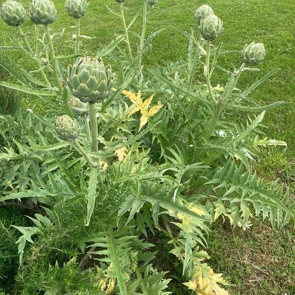 Cynara cardunculus Other