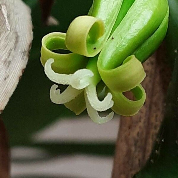 Vasconcellea pubescens Kvet