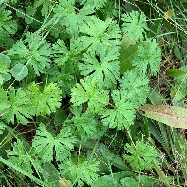 Geranium carolinianum Blad