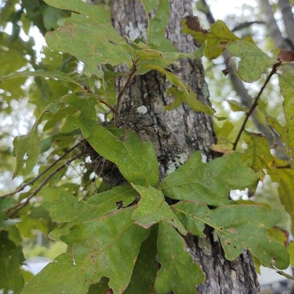 Quercus nigra পাতা