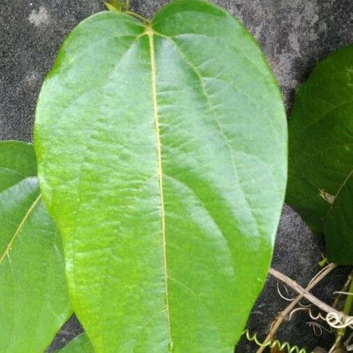 Passiflora maliformis Leaf