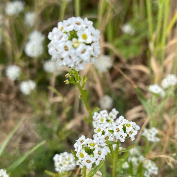 Lobularia maritima Kwiat