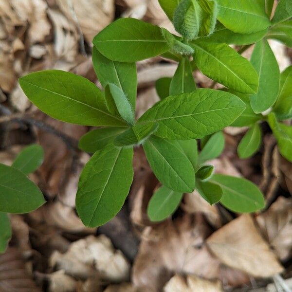 Euphorbia carniolica 葉