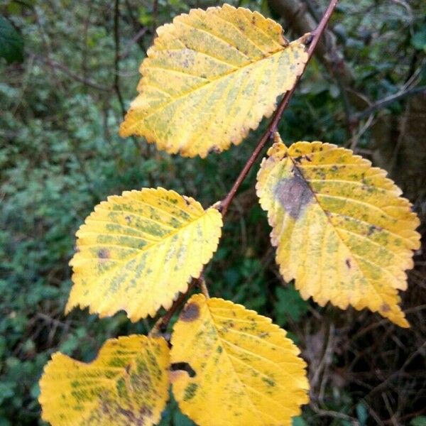 Ulmus minor Frunză