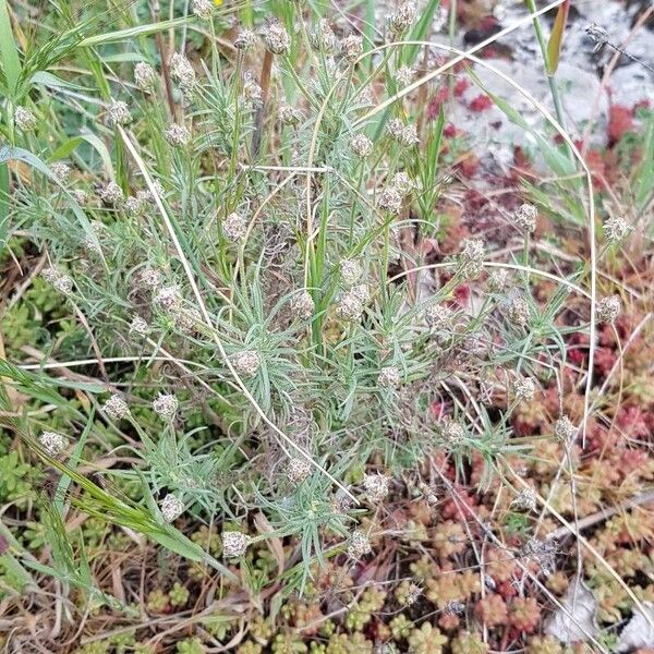 Plantago sempervirens Elinympäristö