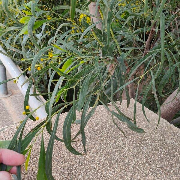 Acacia retinodes Fuelha