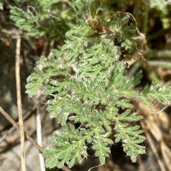 Erodium glandulosum 葉