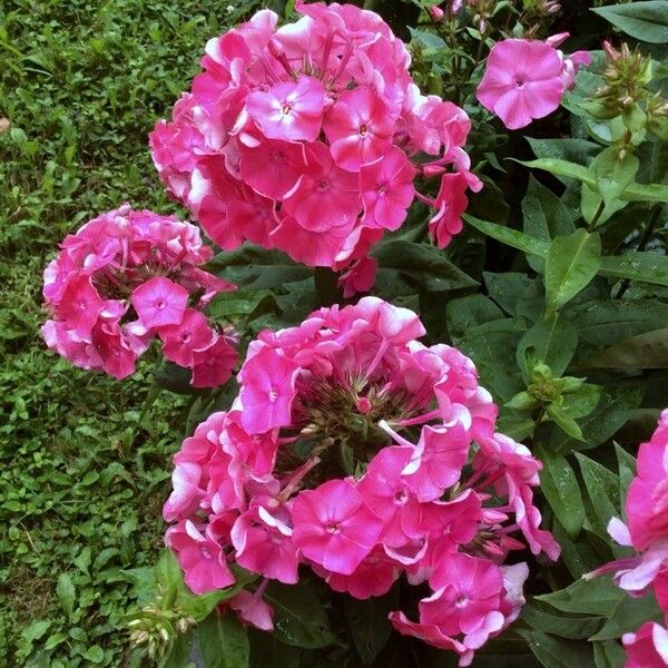 Phlox paniculata Fiore