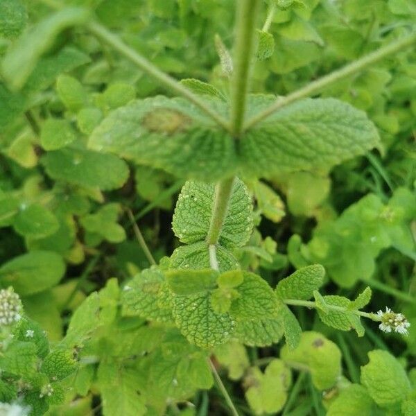 Mentha suaveolens Leaf