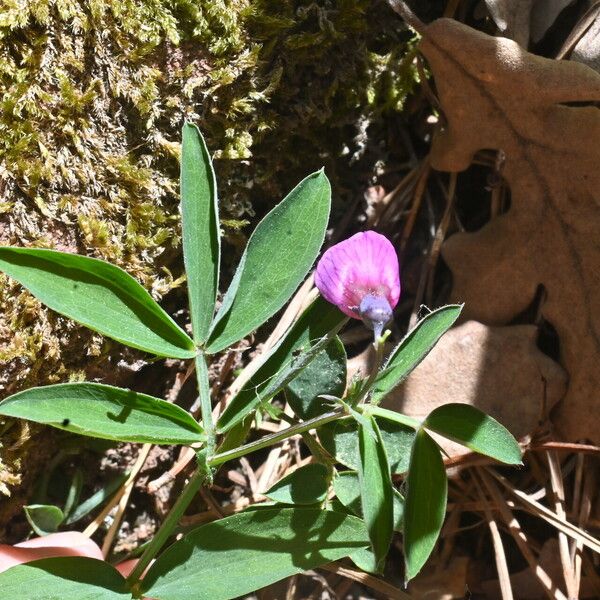 Lathyrus linifolius Lorea