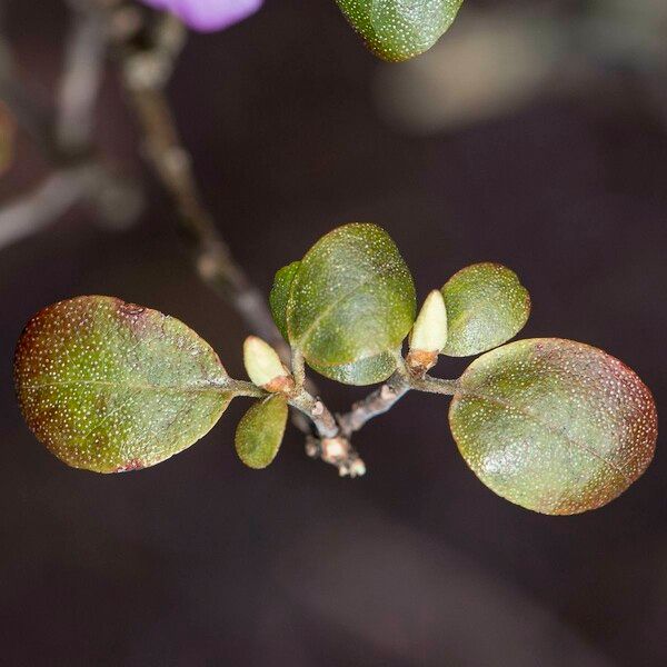Rhododendron dauricum Blatt