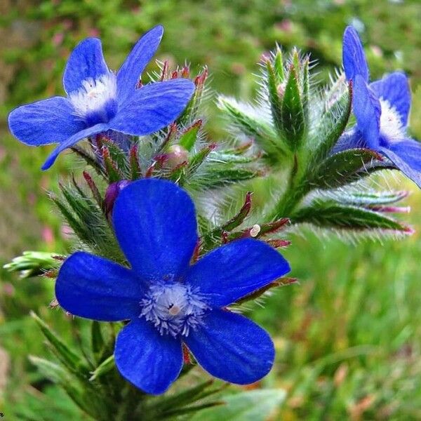 Anchusa azurea Цвят