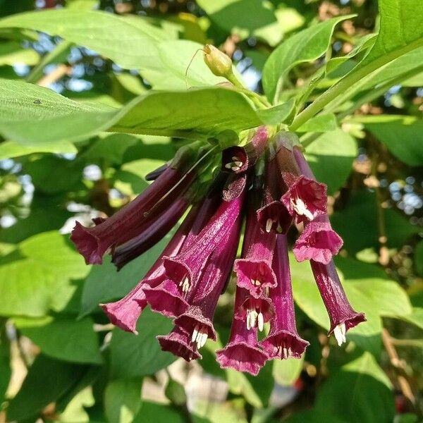 Cestrum elegans Fiore