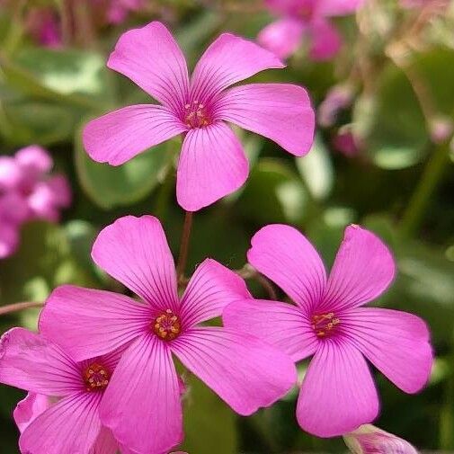 Oxalis articulata 花