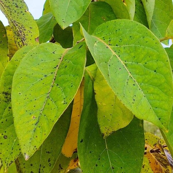 Diospyros virginiana Feuille