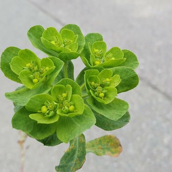 Euphorbia helioscopia Flower