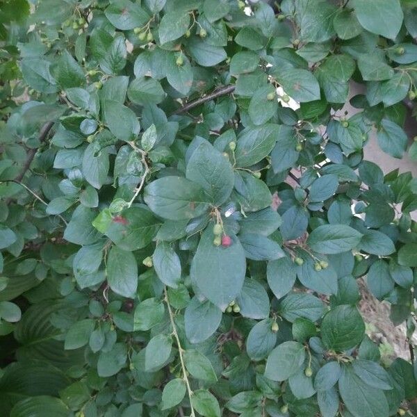 Cotoneaster acutifolius পাতা