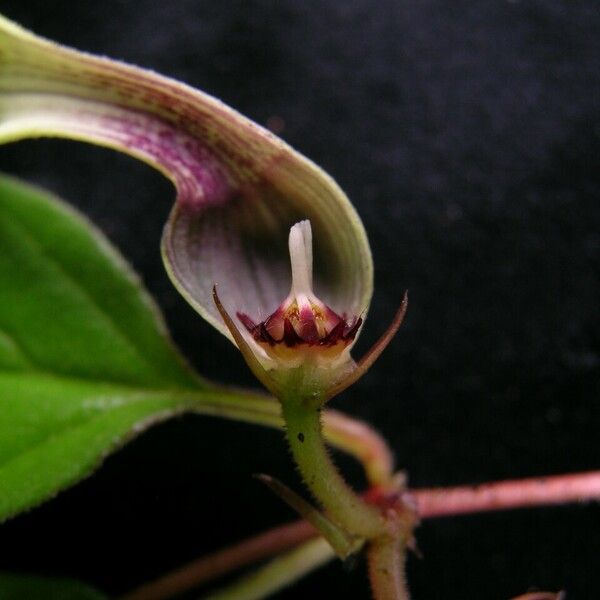 Ceropegia macrantha Blomma