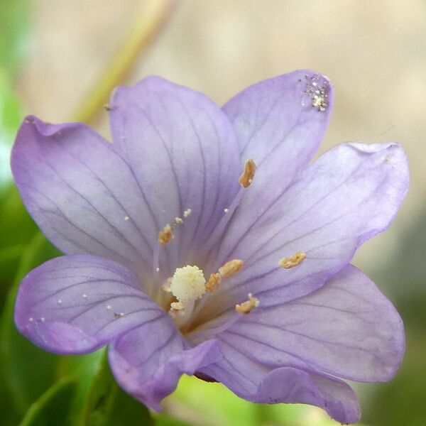 Epilobium alsinifolium Floare