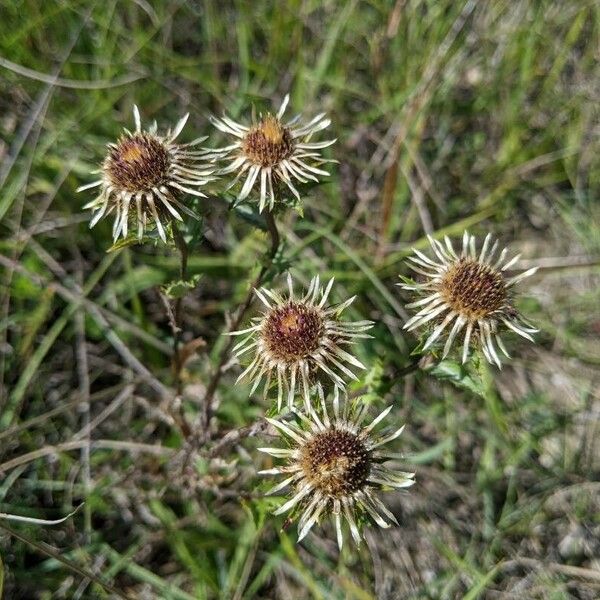 Carlina vulgaris फूल