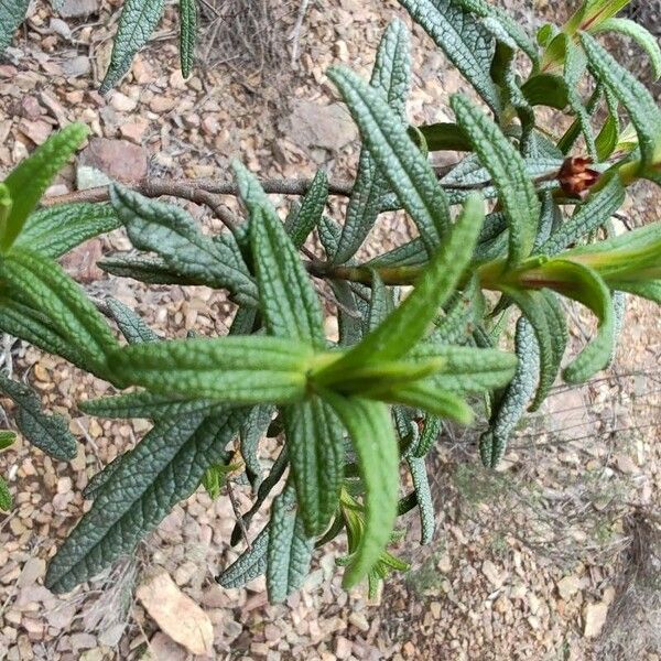 Cistus monspeliensis 葉