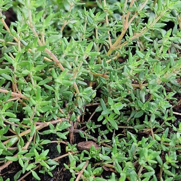 Thymus vulgaris Blad