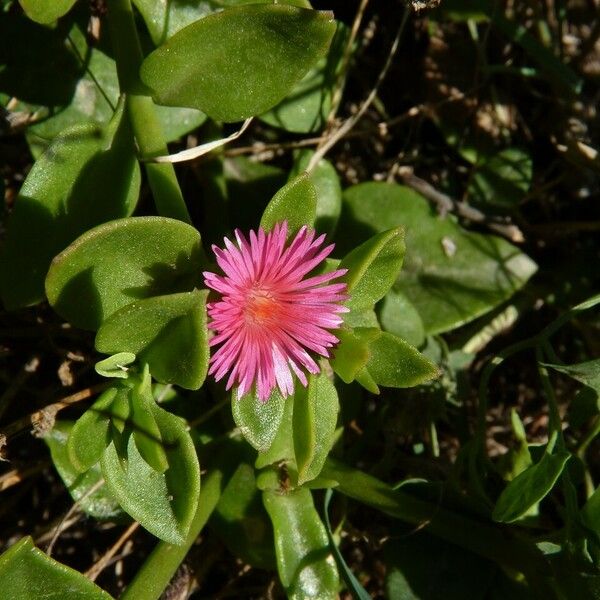 Aptenia cordifolia Květ