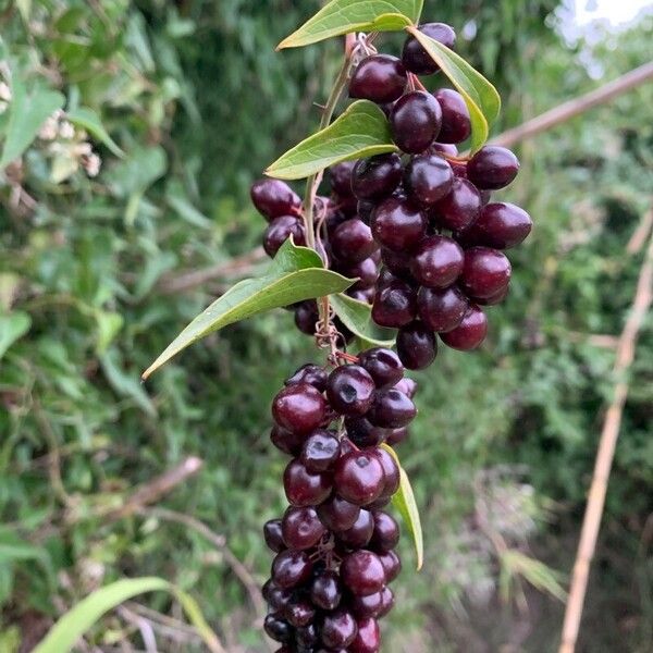 Smilax aspera ഫലം