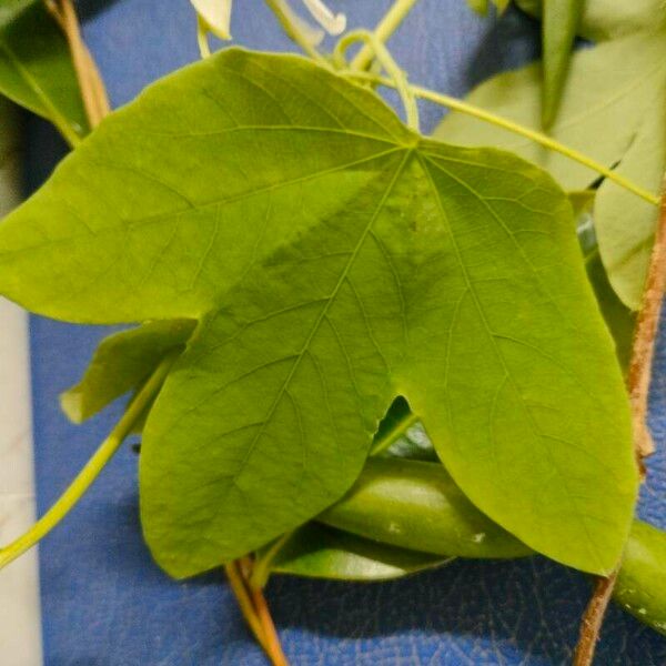 Passiflora subpeltata Leaf