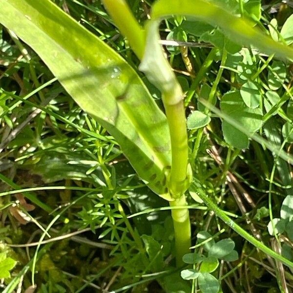 Dactylorhiza fuchsii Frunză