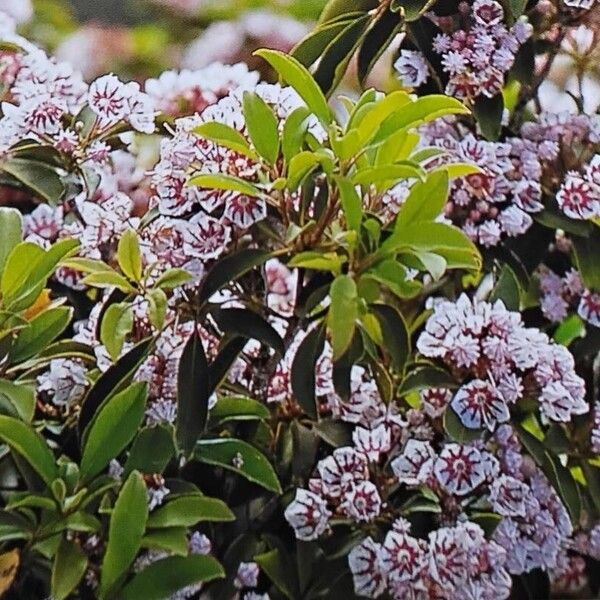 Kalmia latifolia Flor