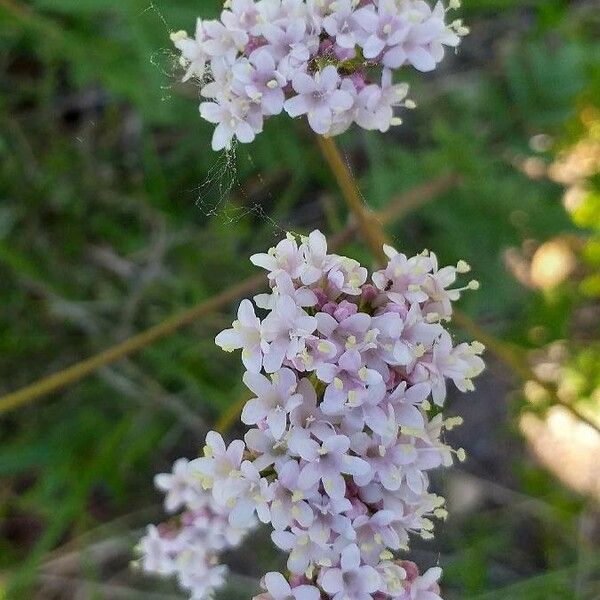 Valeriana tuberosa Virág