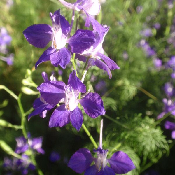 Delphinium ajacis Кветка